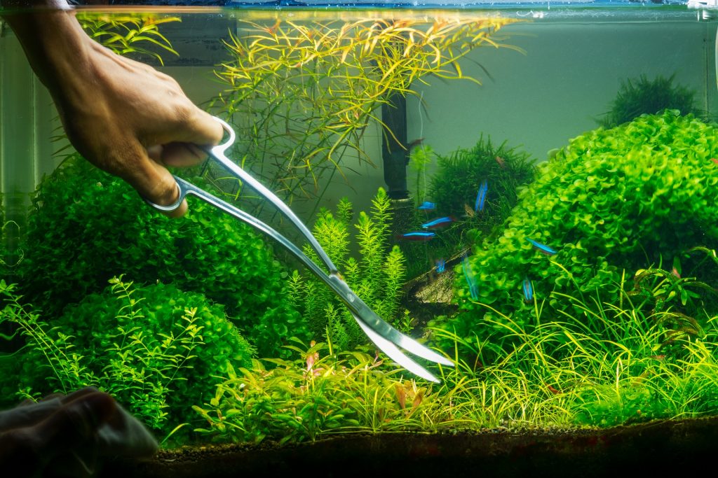 live aquarium plants